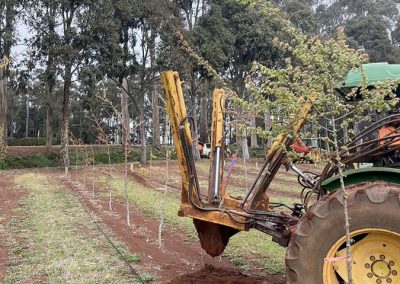 A demonstration of the way the trees are dug up using machinery